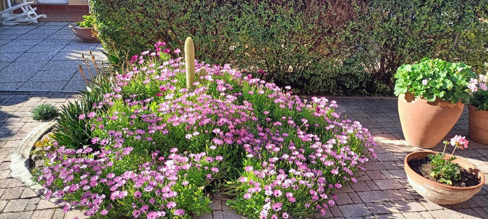 Casa In Giardino Lejlighed Piombino Eksteriør billede